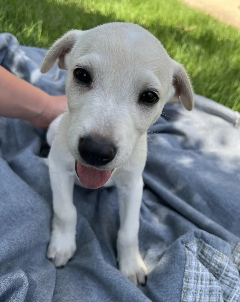 Puppy Pete thumbnail 2