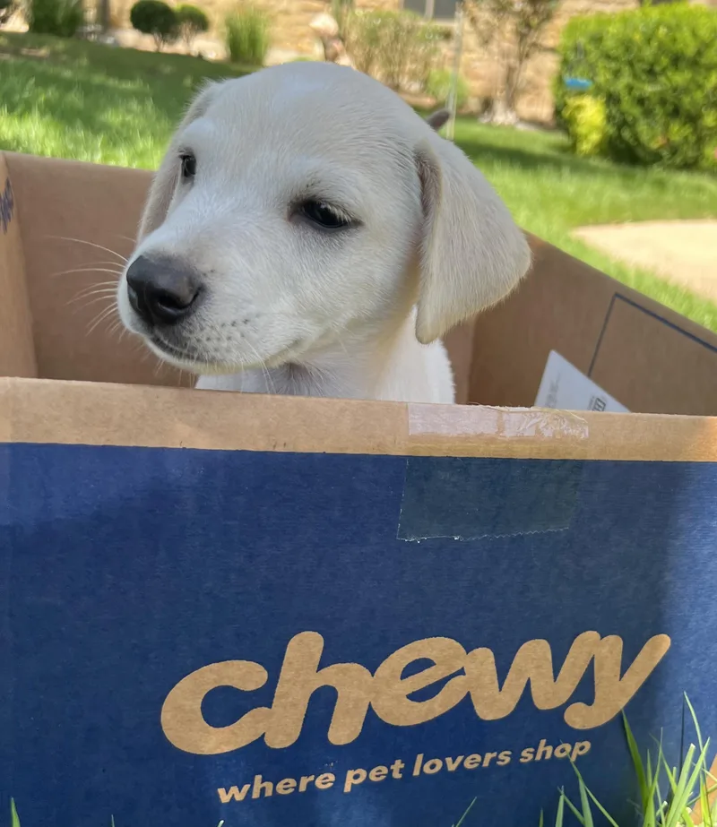 Puppy Pete thumbnail 3