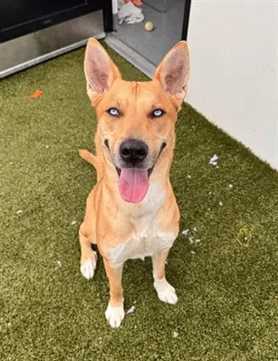An adult medium-sized male Husky dog named Glaze for adoption in Toledo, OH