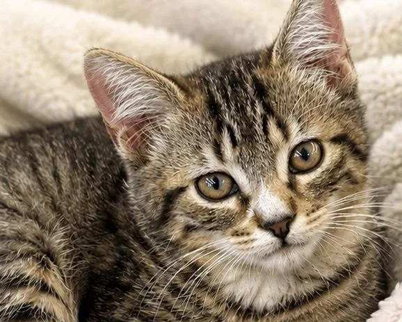 A baby medium-sized female Domestic Short Hair cat named Sarah for adoption in Antioch, CA