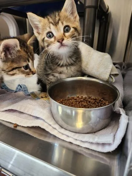A baby small-sized male Domestic Medium Hair cat named China for adoption in Independence, MO