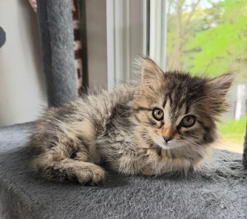 Darcy