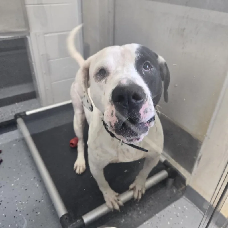 An adult medium-sized male Pit Bull Terrier dog named Patches for adoption in Tawas City, MI