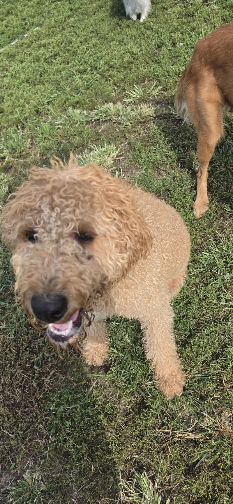 A young large-sized female Apricot / Beige Poodle dog named Rubie for adoption in Terre Haute, IN