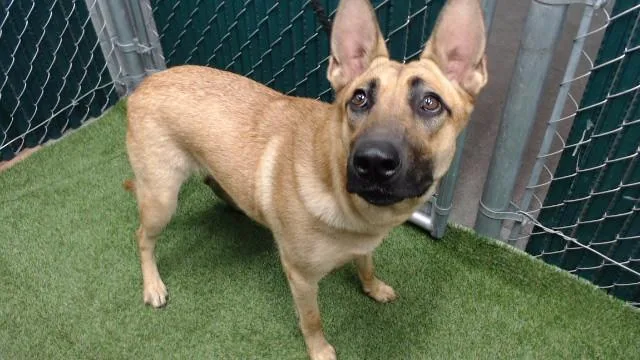 A young medium-sized female Belgian Shepherd / Malinois dog named Luna for adoption in Downey, CA