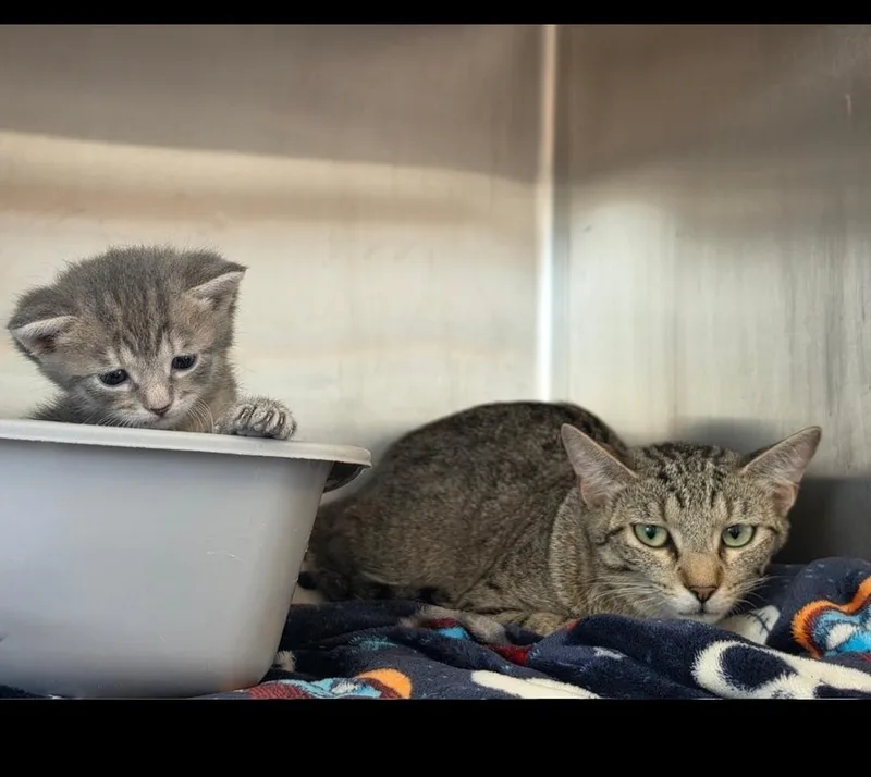 An adult medium-sized female Tabby (Brown / Chocolate) Domestic Short Hair cat named Arapaima for adoption in Metamora, IL