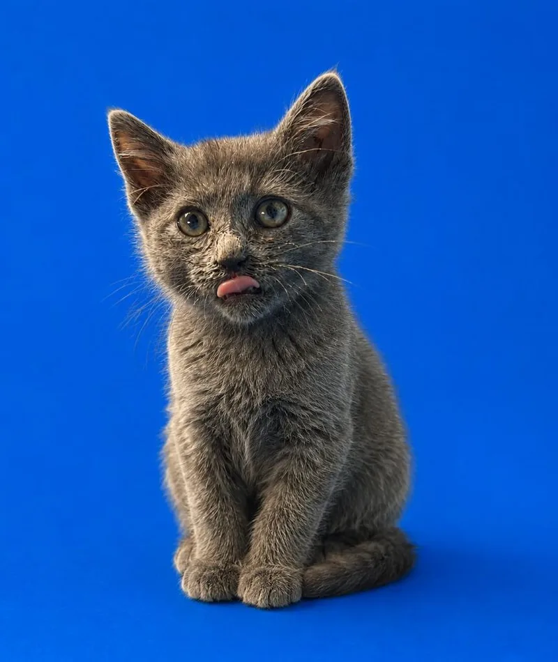A baby small-sized female Domestic Short Hair cat named Echo for adoption in Detroit, MI