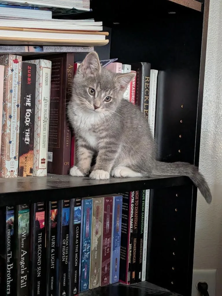 A baby medium-sized male Domestic Short Hair cat named WallE for adoption in Logan, UT