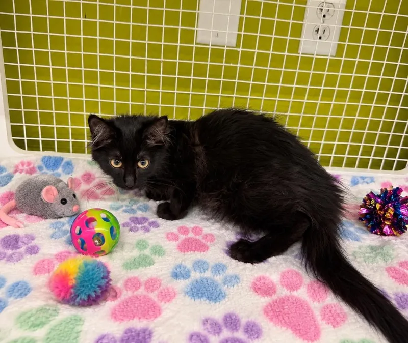 A baby medium-sized female Domestic Long Hair cat named Astricat for adoption in Fort Lupton, CO