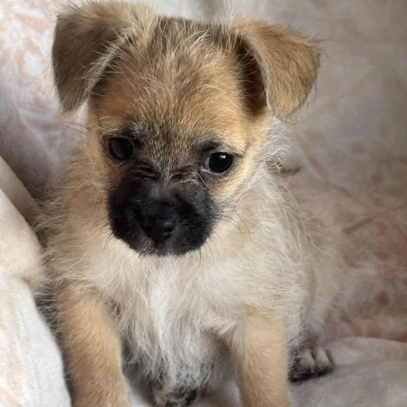 A baby small-sized male Yellow / Tan / Blond / Fawn Chihuahua dog named Jack for adoption in Sonora, CA