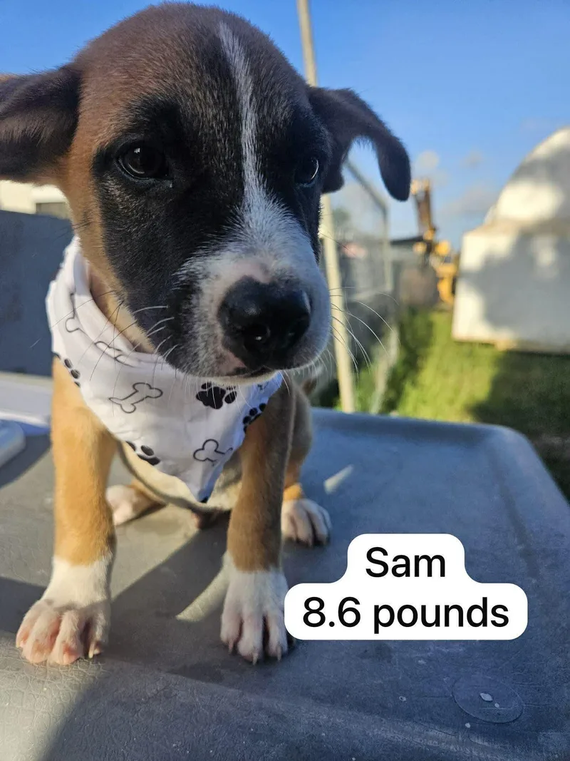 Sam