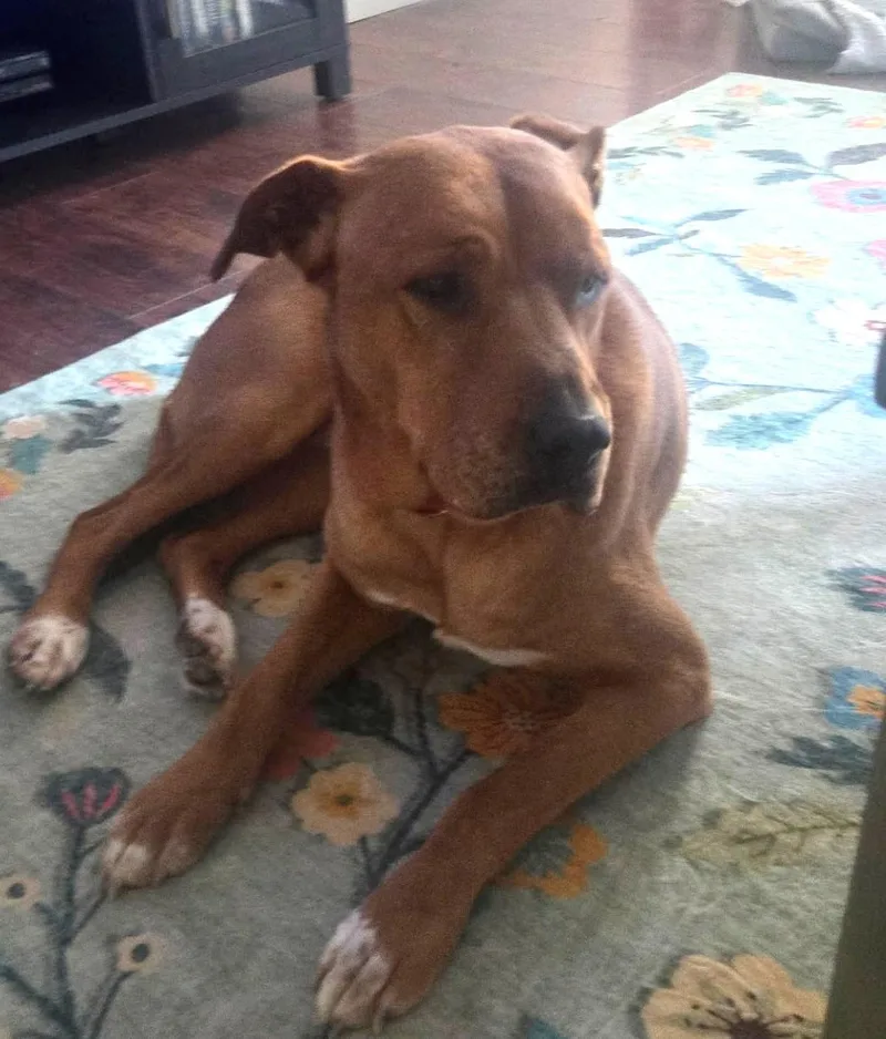 An adult large-sized male Red / Chestnut / Orange Mixed Breed dog named Red for adoption in Arlington, TN