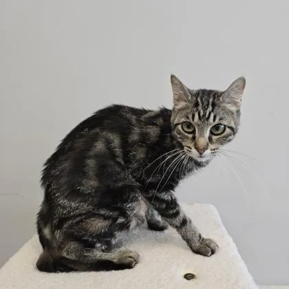 An adult small-sized female Domestic Short Hair cat named Day for adoption in Janesville, WI