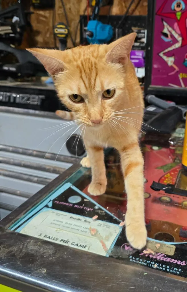 A young medium-sized female Domestic Short Hair cat named Mama for adoption in Camden, TN