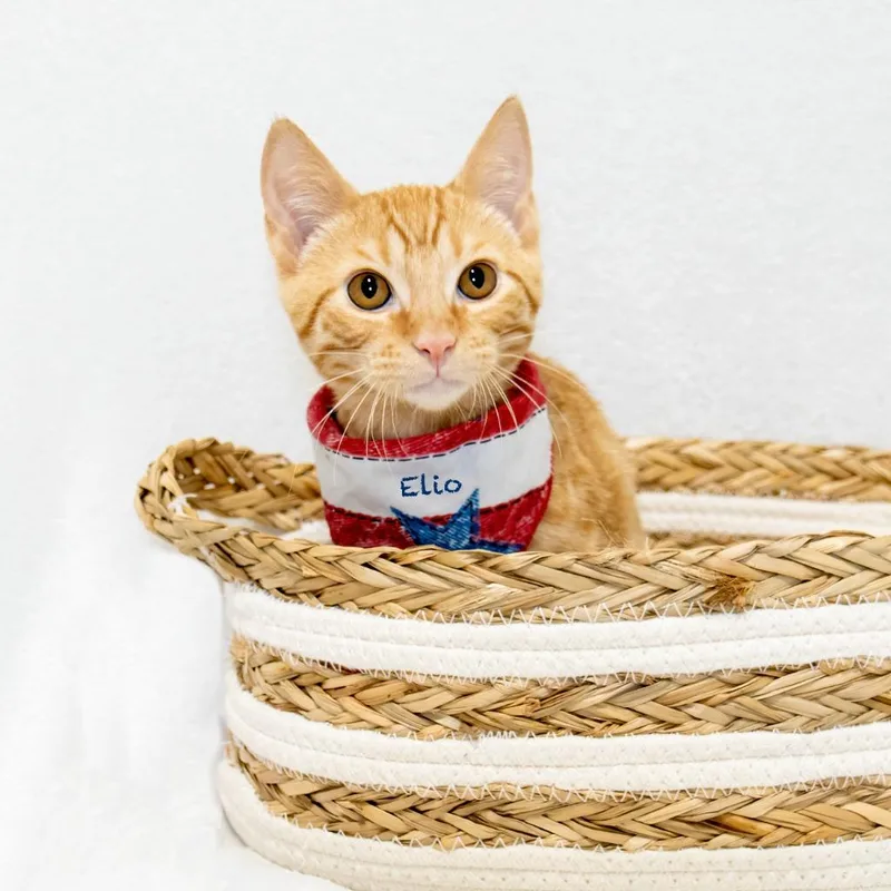A baby small-sized male Domestic Short Hair cat named Elio for adoption in Hot Springs Village, AR