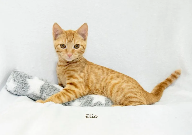 Elio thumbnail 2