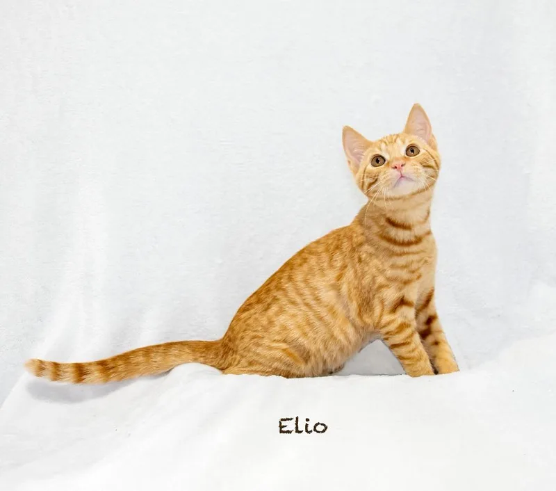 Elio thumbnail 3