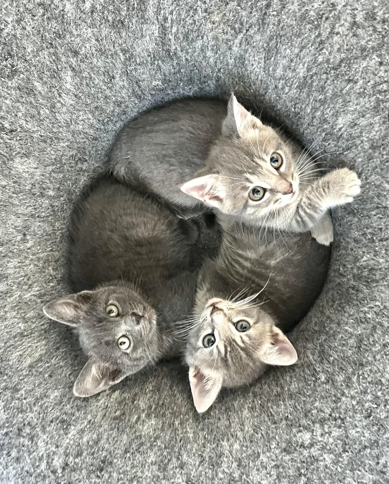 A baby medium-sized female Gray / Blue / Silver Tabby cat named Malibu for adoption in San Juan Capistrano, CA