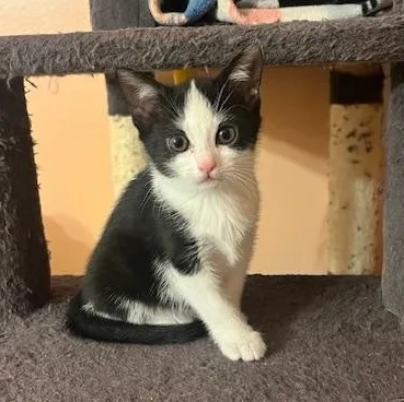 A baby medium-sized female Black & White / Tuxedo Tuxedo cat named Tigger & Kanga for adoption in Hyattsville, MD