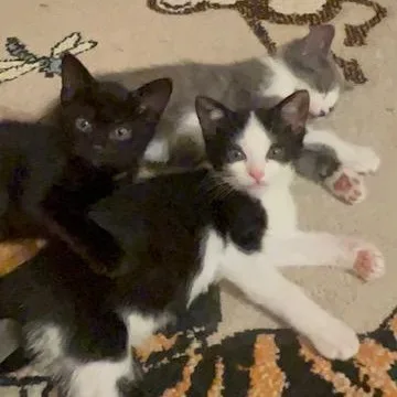 Tigger thumbnail 2