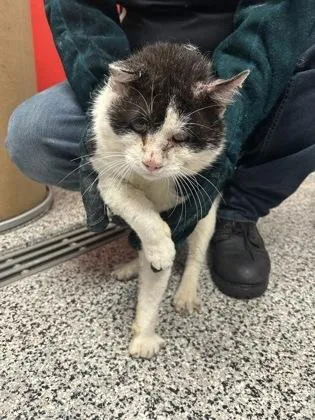 An adult small-sized male Domestic Short Hair cat named Kaiser for adoption in West Chester, PA