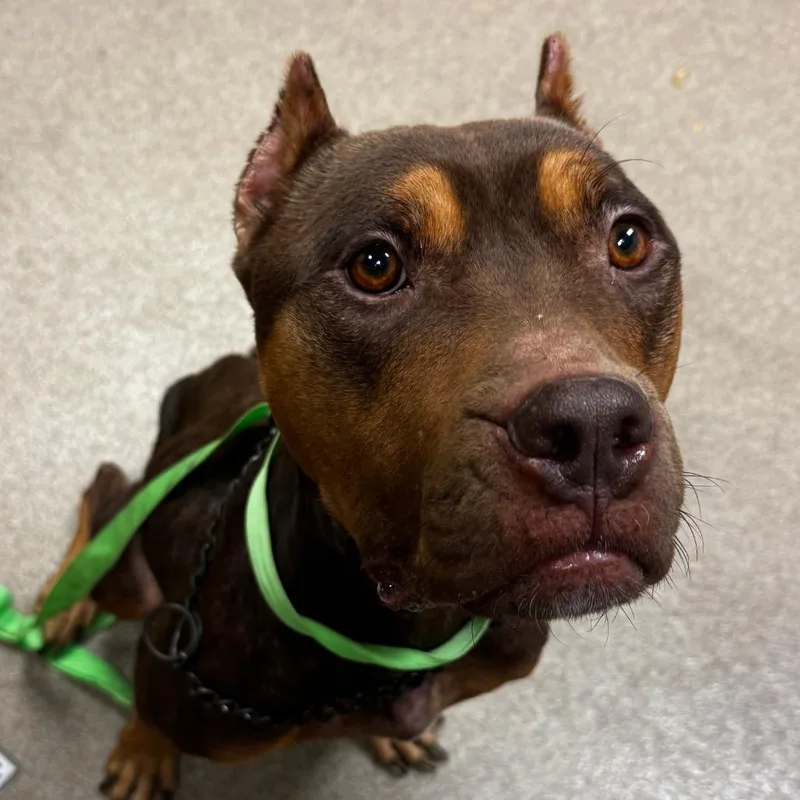 An adult medium-sized female Yellow / Tan / Blond / Fawn Pit Bull Terrier dog named Maggie for adoption in Hinesville, GA