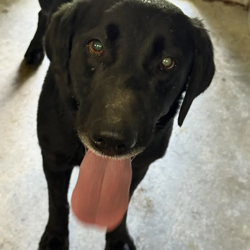 An adult large-sized female Black Labrador Retriever dog named Violet for adoption in Carlin, NV
