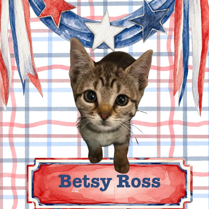A baby small-sized female Brown / Chocolate Domestic Short Hair cat named Betsy Ross for adoption in Wind Gap, PA