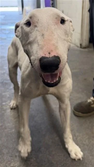 An adult medium-sized male Bull Terrier dog named Buzz for adoption in San Bernardino, CA