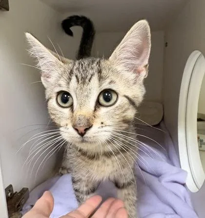 A baby small-sized male Domestic Short Hair cat named Piglet for adoption in Lowell, MA