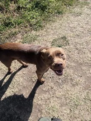 An adult medium-sized female Terrier dog named Lola for adoption in Gastonia, NC