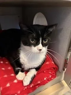 An adult extra large-sized male Domestic Short Hair cat named Geo for adoption in Mason City, IA