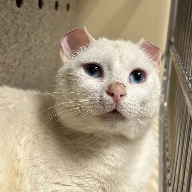 An adult small-sized male Domestic Short Hair cat named Blanco for adoption in Lincolnton, NC