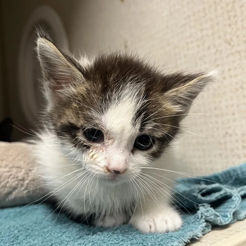A baby small-sized male Black Domestic Short Hair cat named Jekyl for adoption in Yuma, AZ