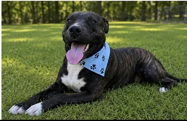 A young medium-sized male Pit Bull Terrier dog named Poncho for adoption in Kiln, MS