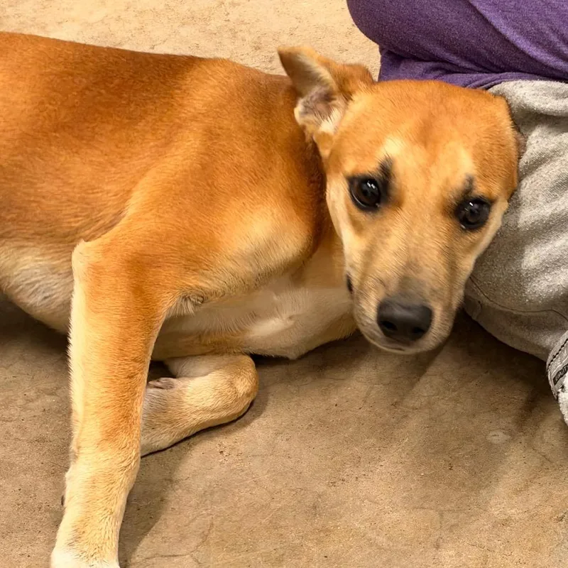 A young small-sized female Mixed Breed dog named Crybaby for adoption in Corbin, KY
