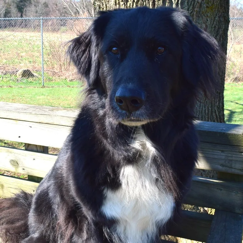 A senior large-sized female Black Newfoundland Dog dog named Mildred for adoption in McKean, PA