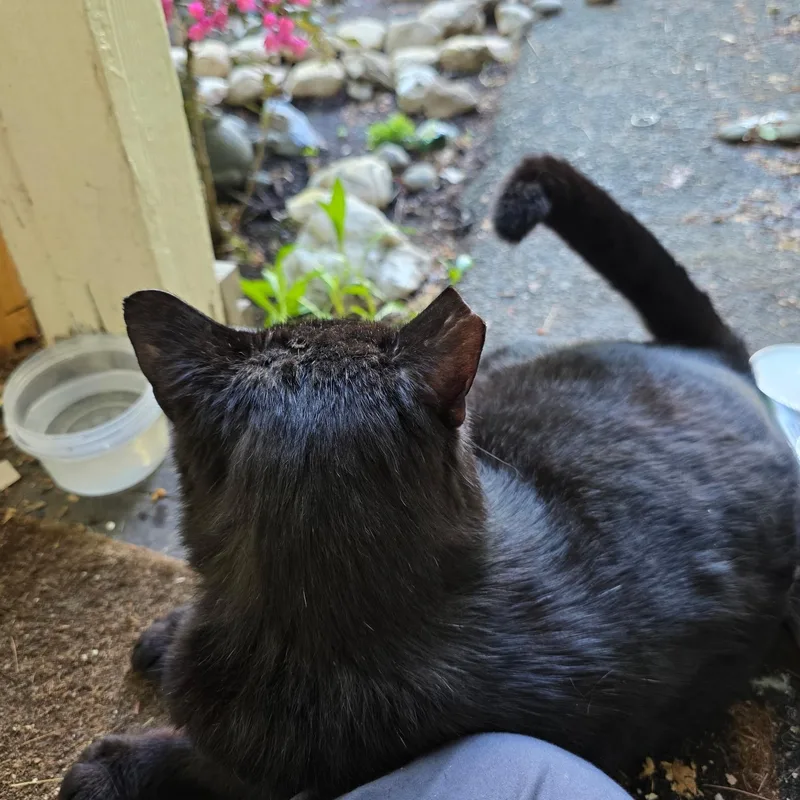 An adult large-sized male Domestic Short Hair cat named Benjamin for adoption in Huntington, MA