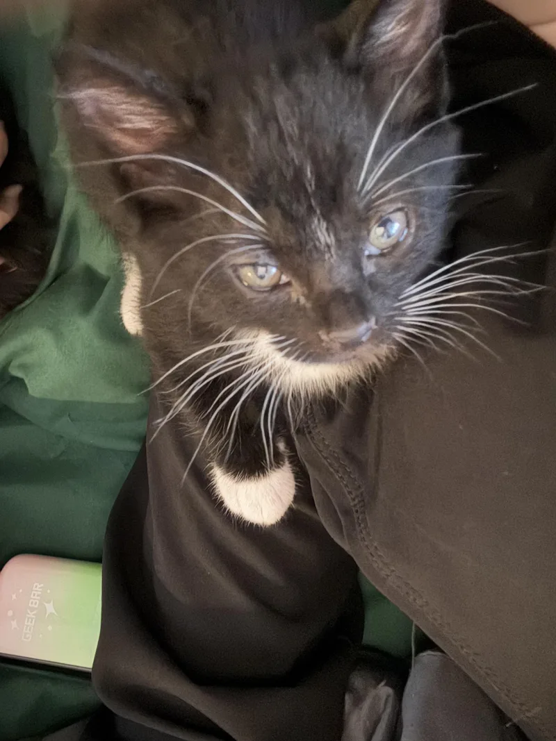 A baby medium-sized female Black & White / Tuxedo Domestic Long Hair cat named Olivia and Sabrina for adoption in Seattle, WA