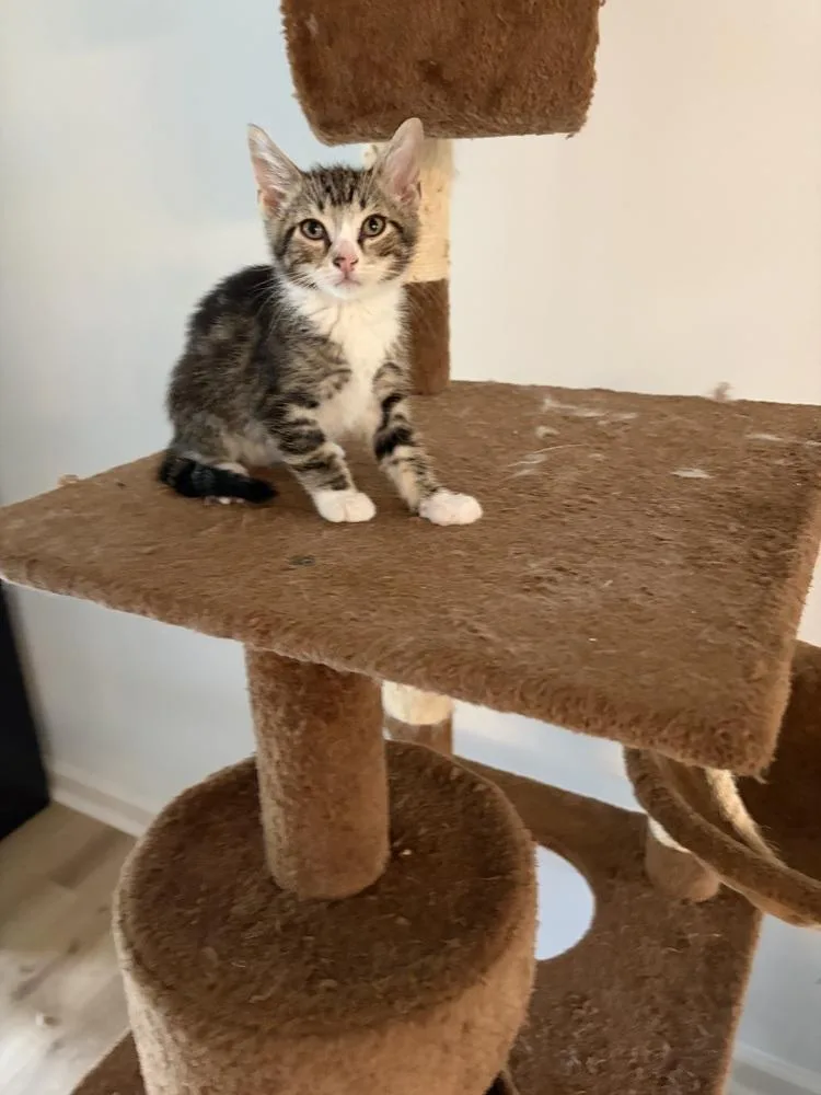 A baby small-sized male Domestic Short Hair cat named Toby Sc for adoption in Greenville, SC