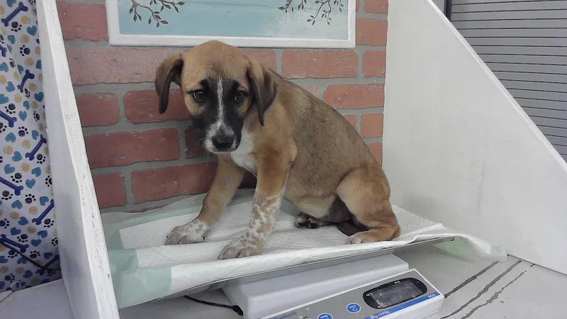 A baby small-sized female German Shepherd Dog dog named Cindy for adoption in Houston, TX