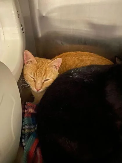 An adult small-sized female Domestic Short Hair cat named Screamsicle for adoption in Spruce Pine, NC
