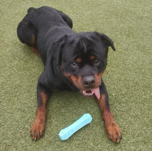 An adult large-sized male Rottweiler dog named Loki Michigan for adoption in Polk, OH