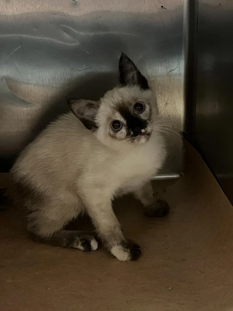 A baby small-sized male Domestic Short Hair cat named Fuzzy for adoption in Cartersville , GA