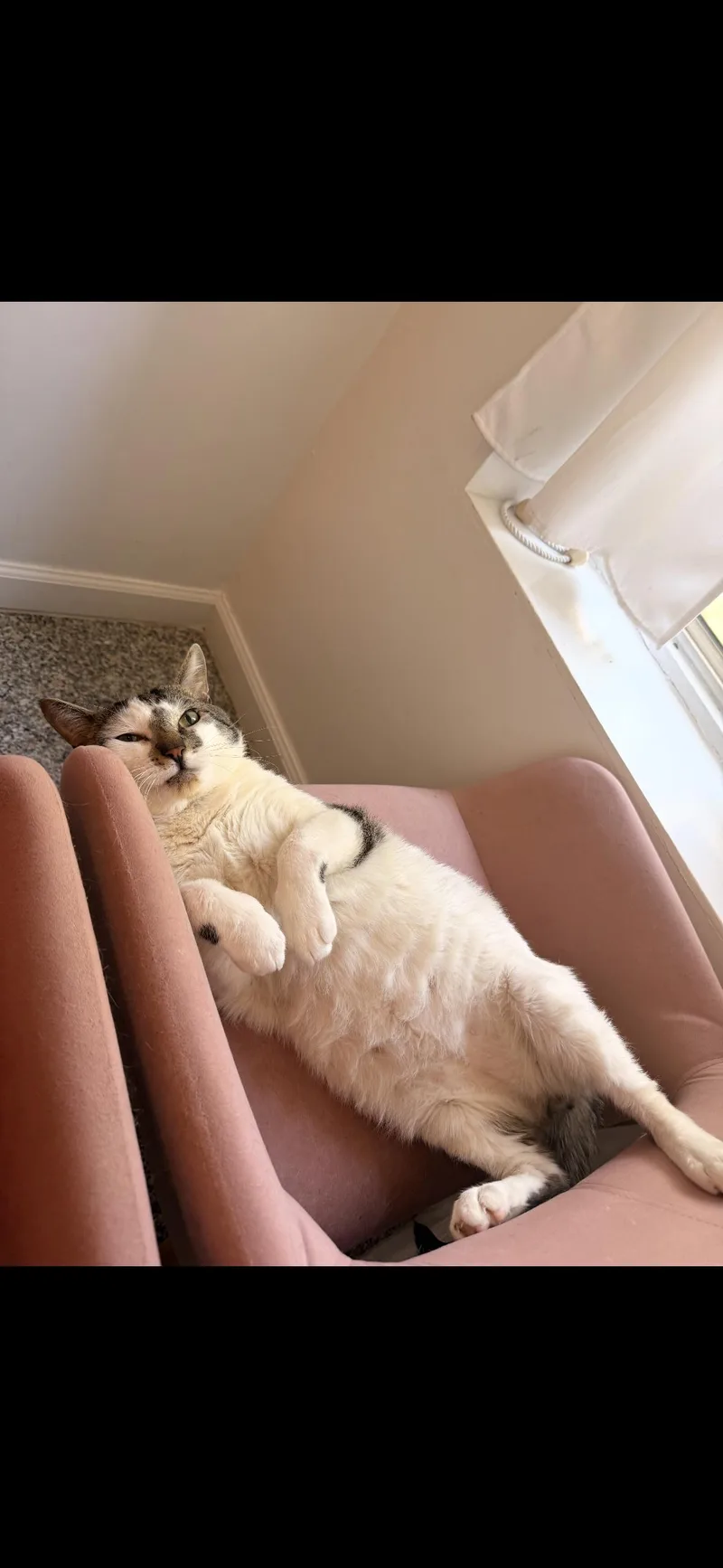 A young medium-sized male American Shorthair cat named Spot for adoption in Brooklyn, NY