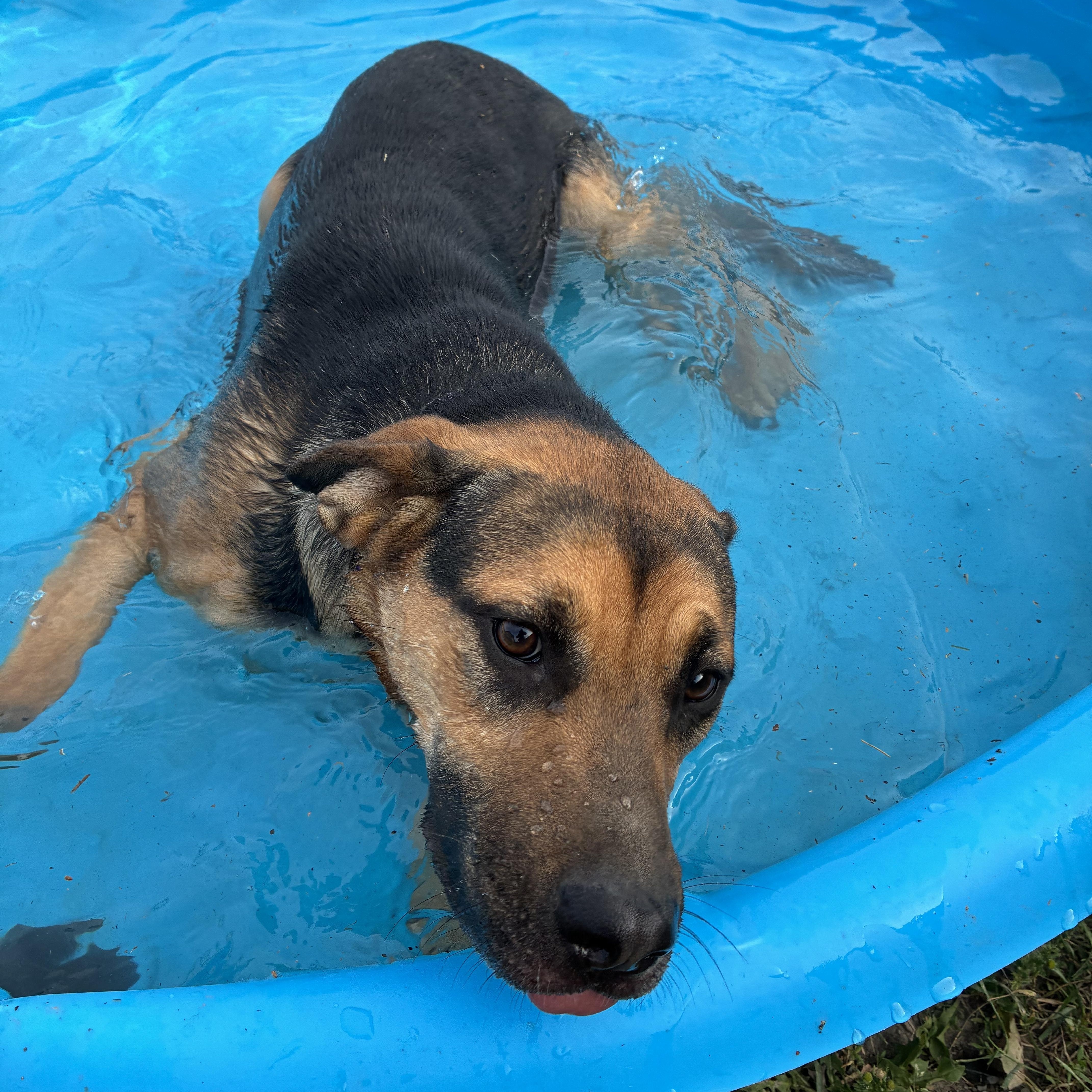 Daisy thumbnail 2