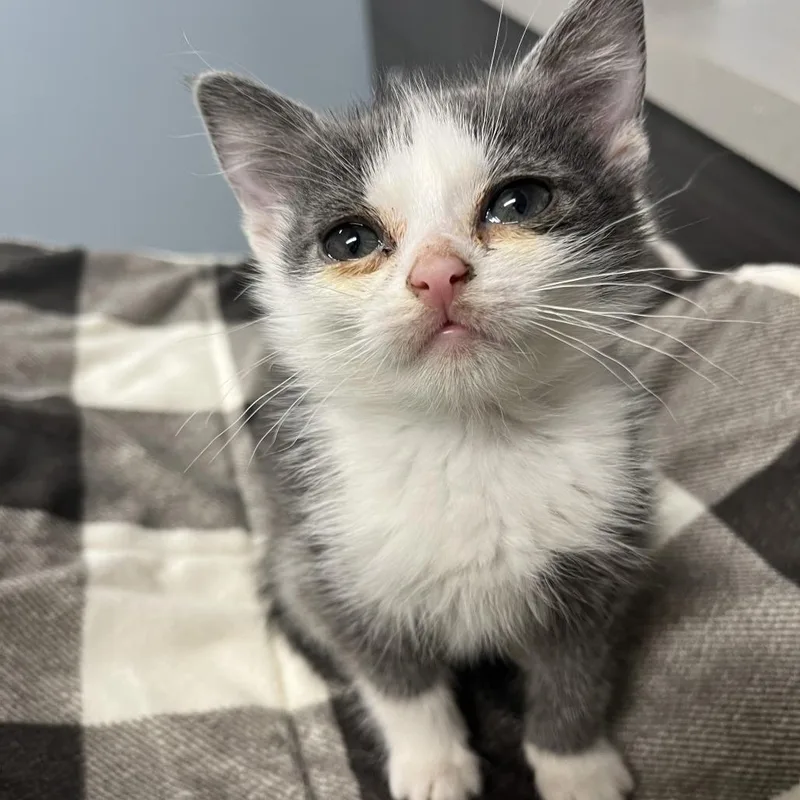 A baby small-sized male Gray / Blue / Silver Domestic Short Hair cat named Peanut for adoption in Oak Park, IL