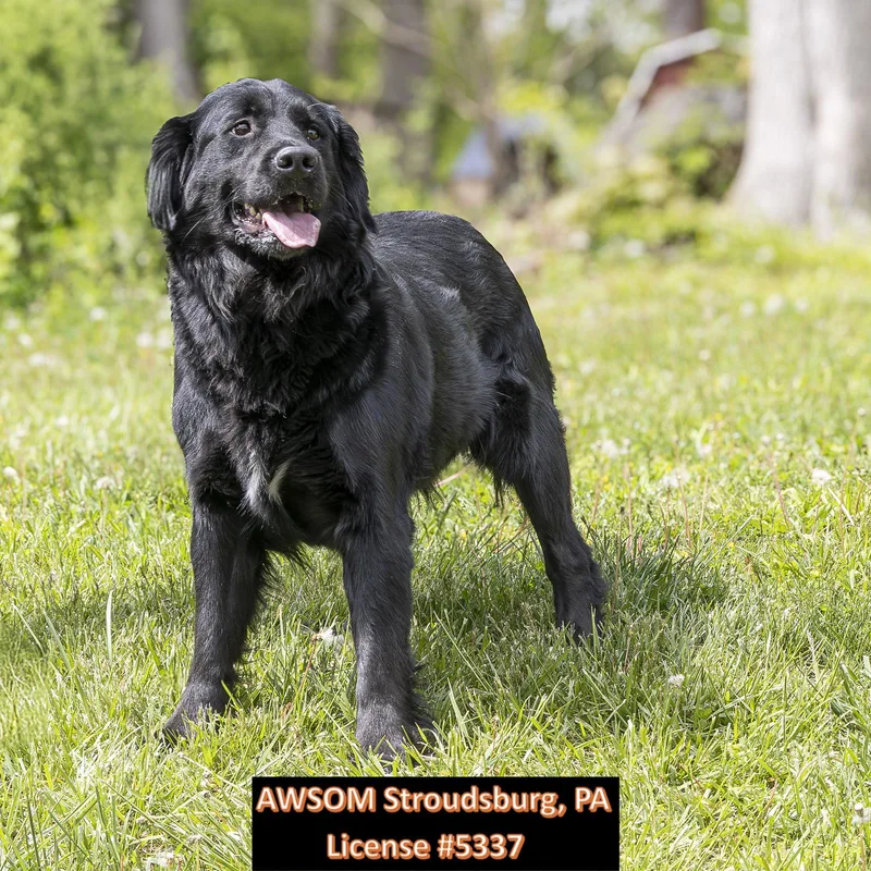 A young large-sized female Black Golden Retriever dog named Scarlet for adoption in Stroudsburg, PA
