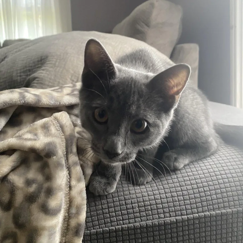 A baby medium-sized male Domestic Short Hair cat named Elliott for adoption in Rochester, NY