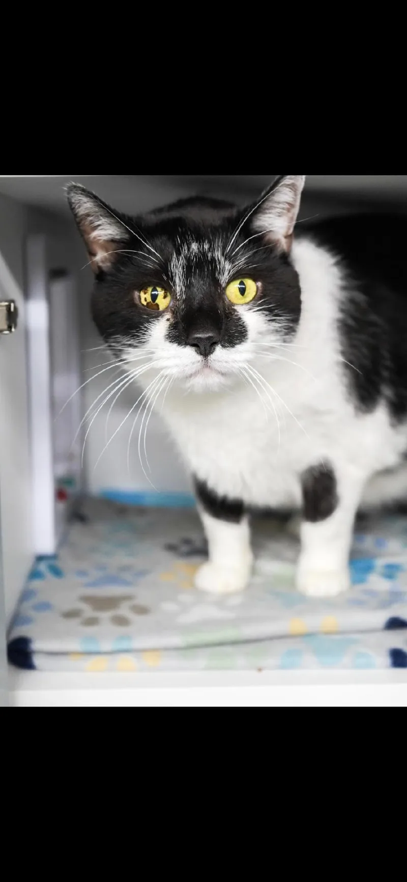 An adult large-sized male Black Domestic Short Hair cat named Lenny for adoption in Evans City, PA